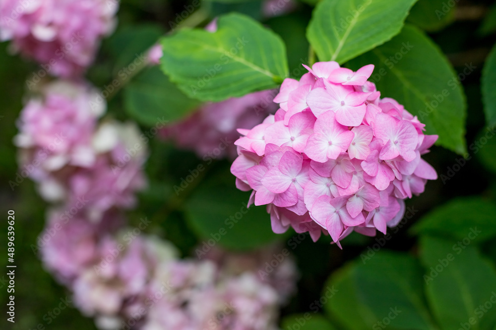 Landscape with flowering pink hydrangea bushes, green grass and deciduous trees in the summer botanical garden.Growing hydrangeas in the garden. Summer bright background. Natural background. Landscape with flowering pink hydrangea bushes, green grass and deciduous trees in the summer botanical garden.Growing hydrangeas in the garden. Summer bright background. Natural background.