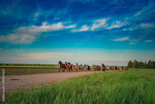 A herd of thoroughbred horses runs to the stable from the pasture. © shymar27