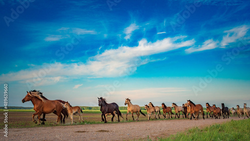 A herd of thoroughbred horses runs to the stable from the pasture.