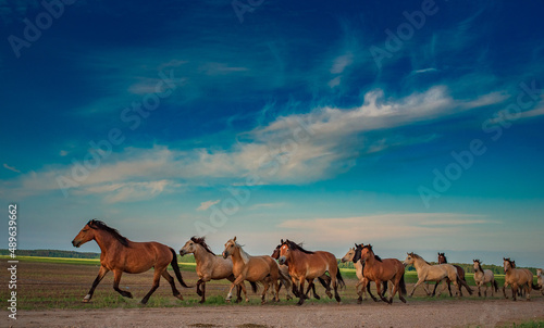 A herd of thoroughbred horses runs to the stable from the pasture.