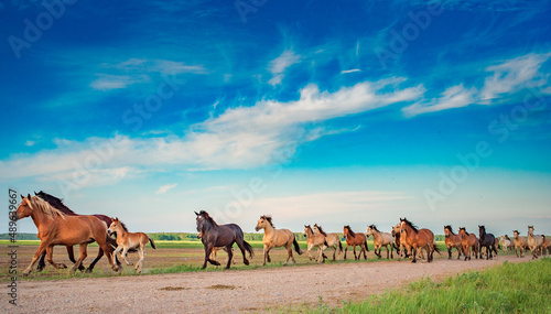 A herd of thoroughbred horses runs to the stable from the pasture.