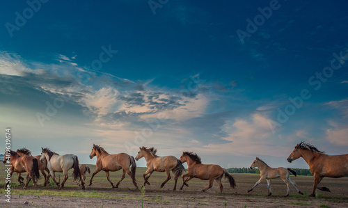 Bilde på lerret A herd of thoroughbred horses runs to the stable from the pasture