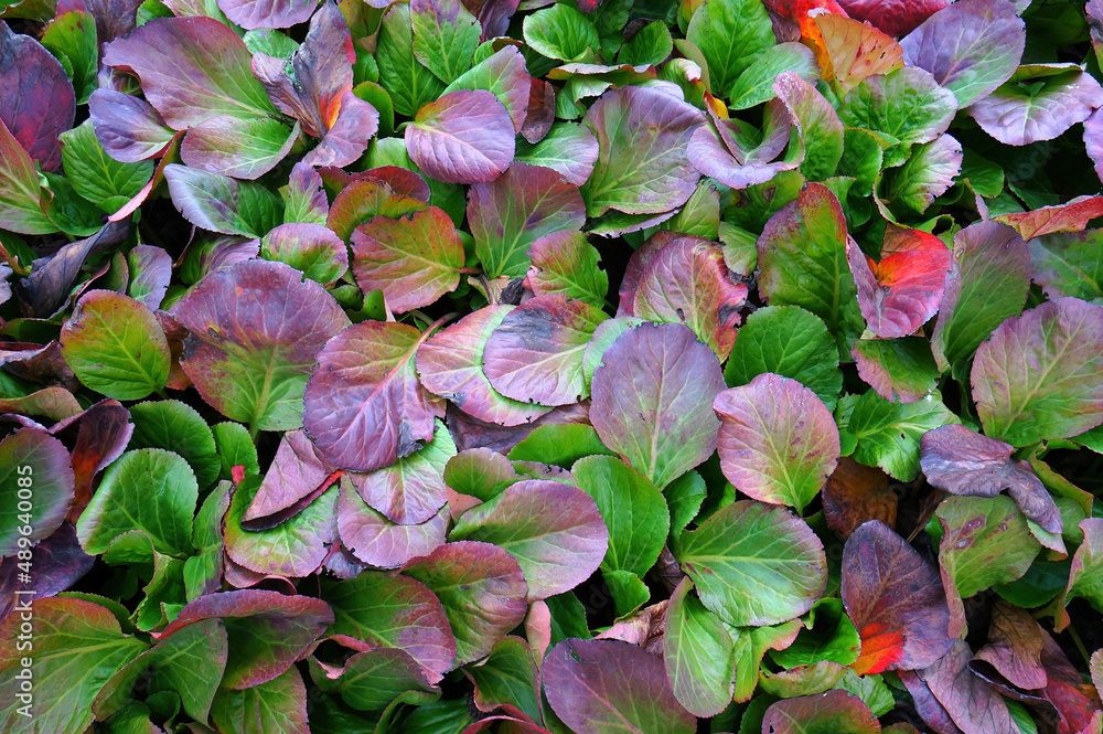 Multi-colored autumn leaves of badan thick-leaved.
