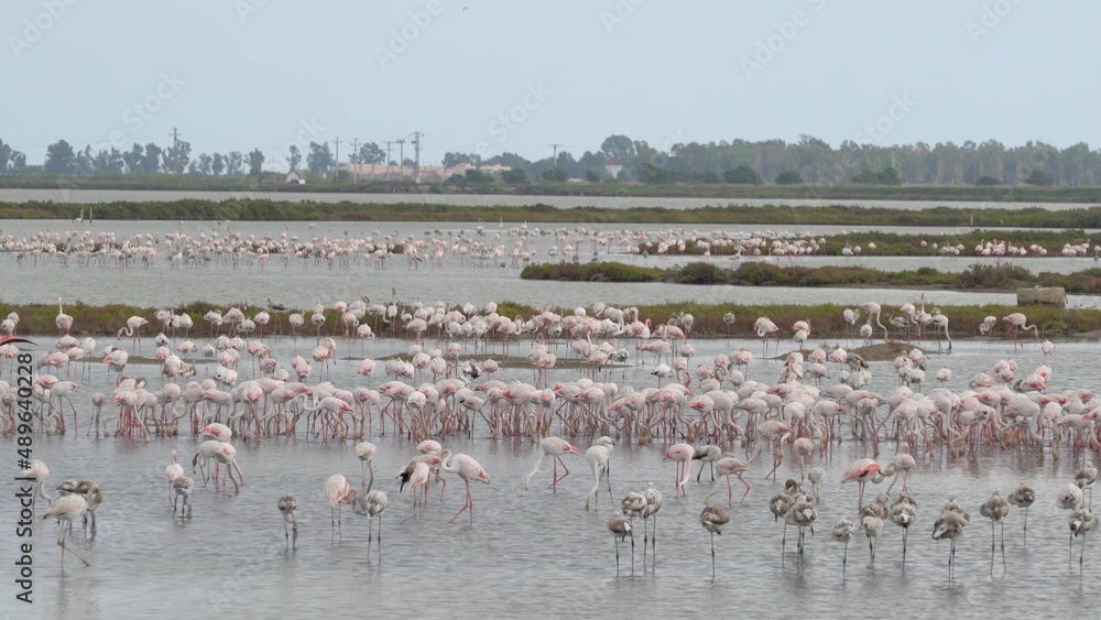 Fototapeta premium Big group of pink Flamingos walking in water at the Ebro Delta, Tarragona Spain. 