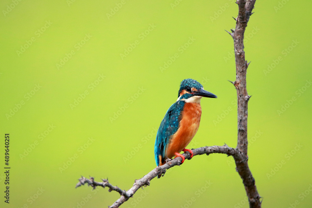 A common kingfisher on branch in nature