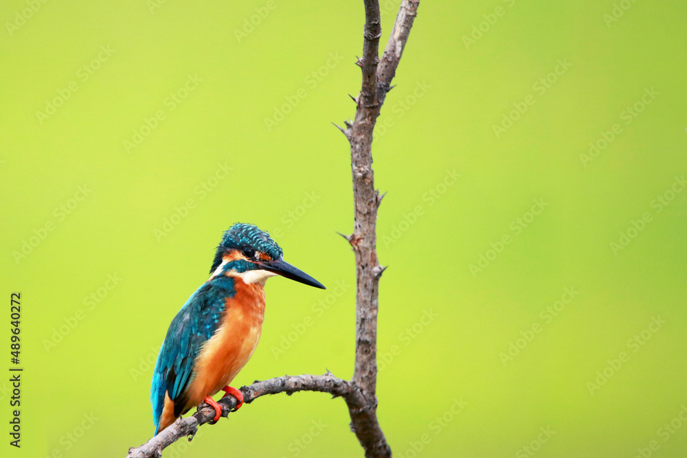 A common kingfisher on branch in nature