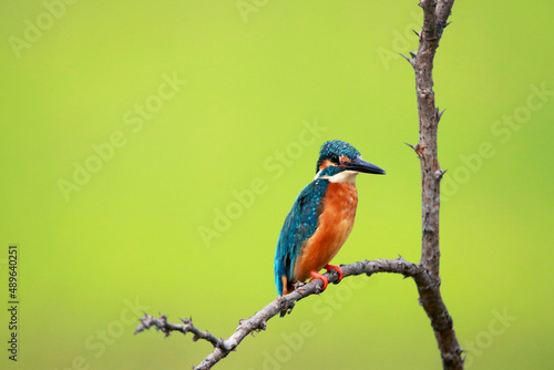 A common kingfisher on branch in nature