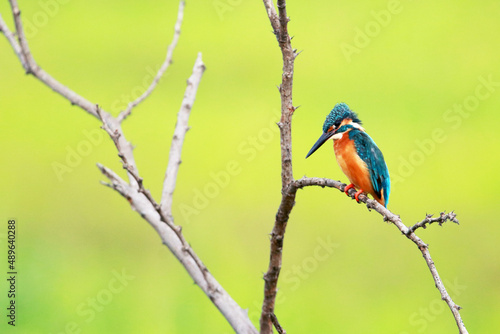 A common kingfisher on branch in nature © Sarin