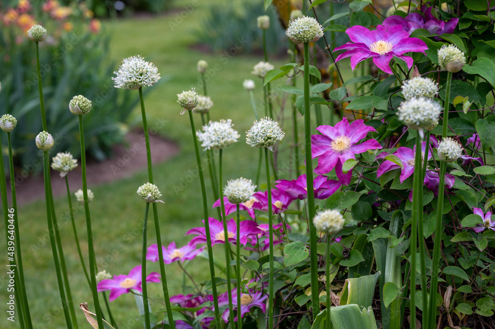 Obraz premium Garden flowers