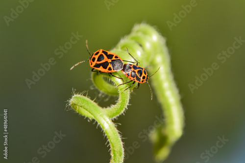 A pair of insects that inhabit wild plants: Hemiptera, close-up