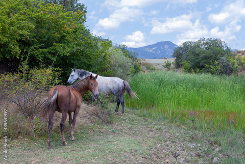 Horses in the mountains. Mountain landscape of the Crimean peninsula. © Andrey