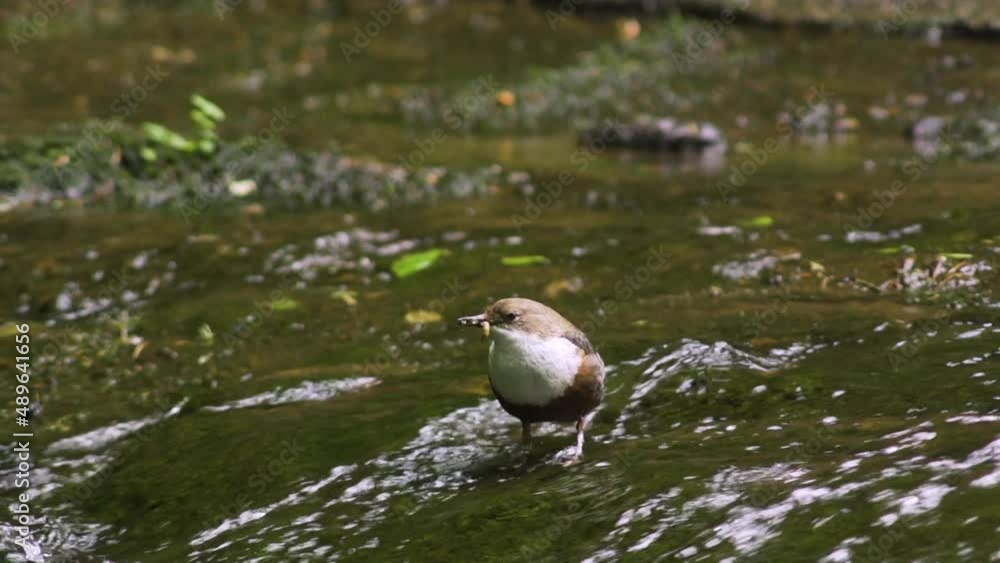 View of small bird perched on rock in middle of light stream View of small bird perched on rock in middle of light stream