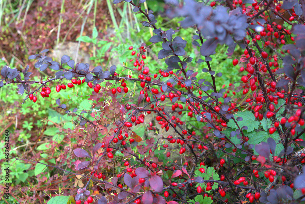 Red berries of barberry in the autumn garden. Red berries of barberry in the autumn garden.