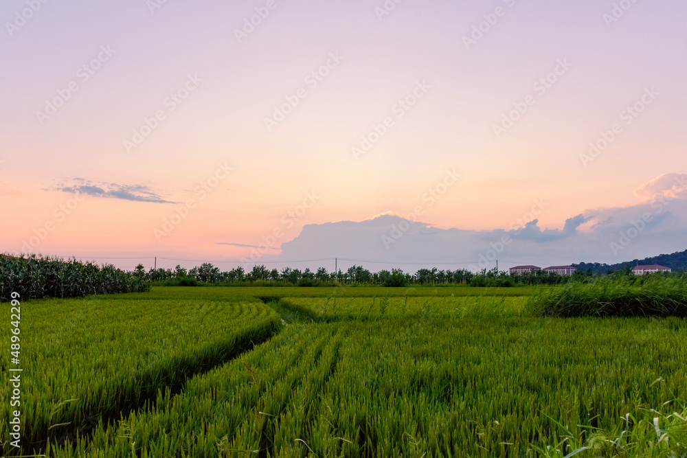 Under the beautiful setting sun, rural rice fields are thriving