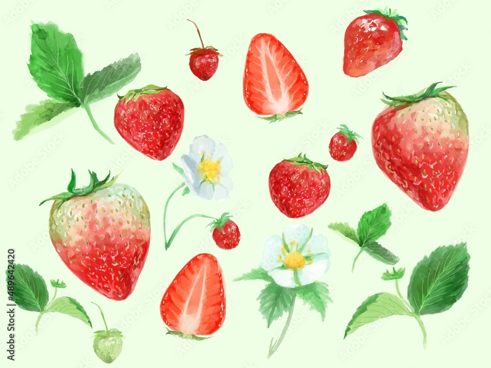 フレッシュな苺と白い花と植物の水彩画イラスト フレッシュな苺と白い花と植物の水彩画イラスト