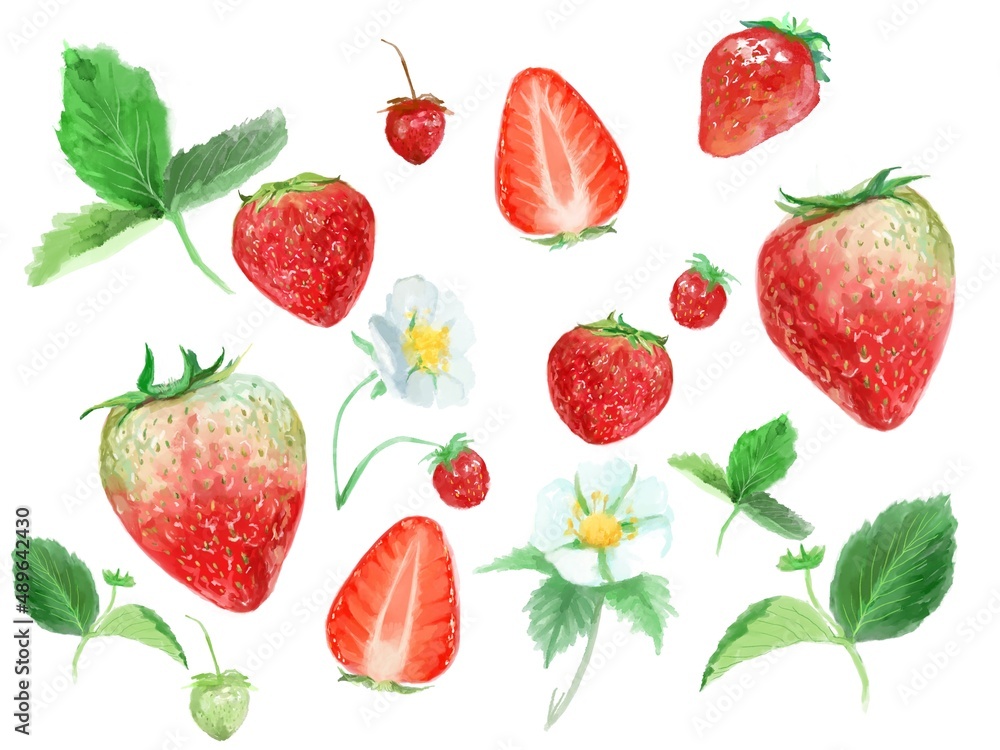 フレッシュな苺と白い花と植物の水彩画イラスト Stock Illustration Adobe Stock