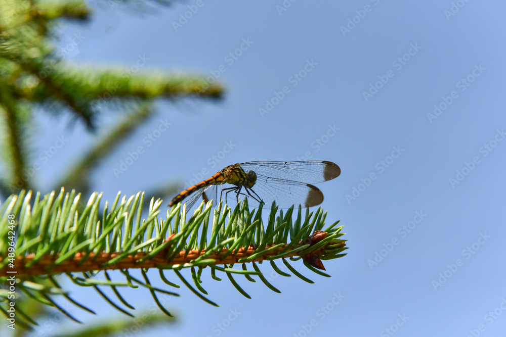 A dragonfly falls on a pine branch. Close up A dragonfly falls on a pine branch. Close up