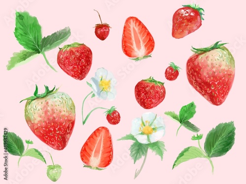 Fototapeta Naklejka Na Ścianę i Meble -  フレッシュな苺と白い花と植物の水彩画イラスト