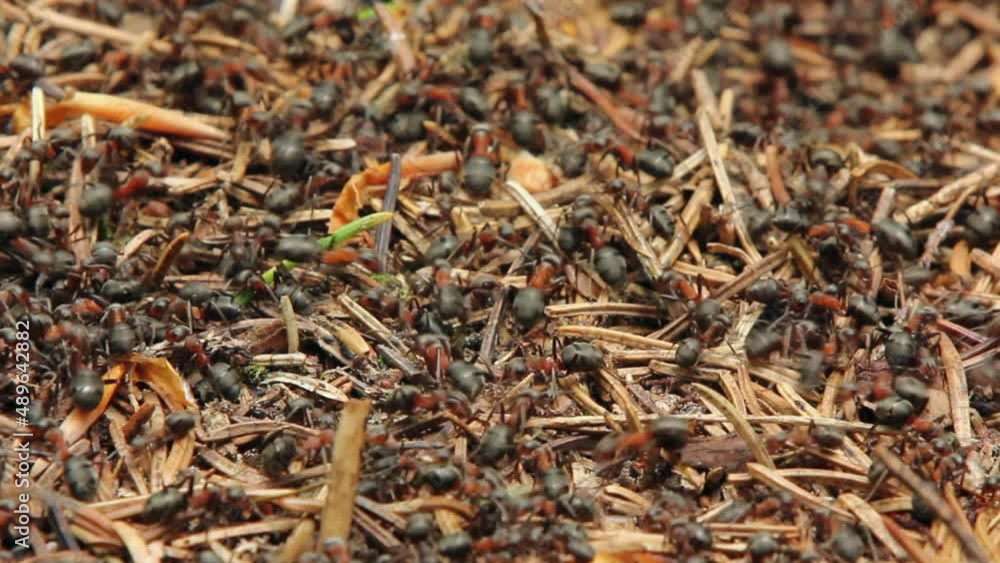 Close up view of ants building nest Close up view of ants building nest