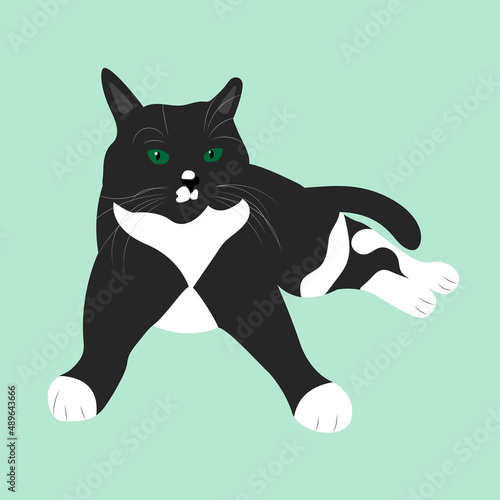 Realistic black and white cat with green eyes. Home pet.