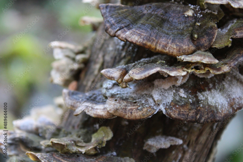 Closeup color photo of shelf mushrooms on a lilac tree