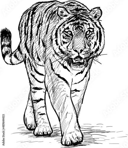 Tiger walking hand draw black line sketck on white background vector photo