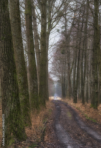 Trees along the forest road © Mariusz