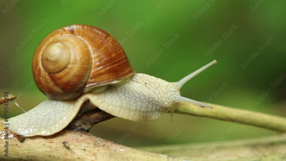 Close up view of snail on branch Close up view of snail on branch