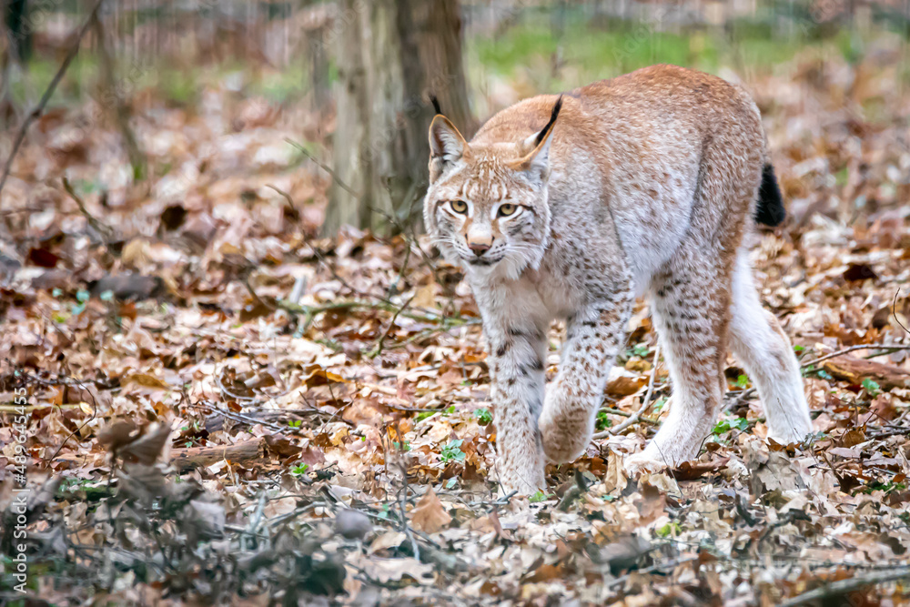 Obraz premium a lynx walking through the forest