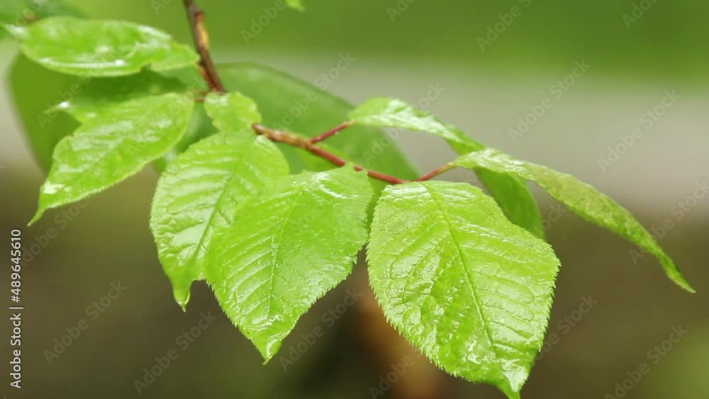 View of vibrant green leaves after rain View of vibrant green leaves after rain