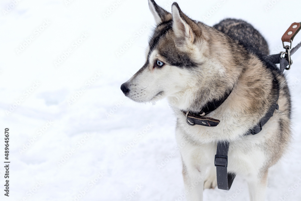 Cute good-natured Husky dog with a collar in profile on a winter walk. 