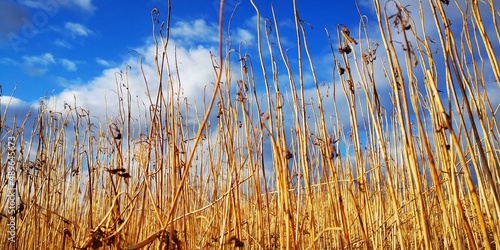 reeds at sunset