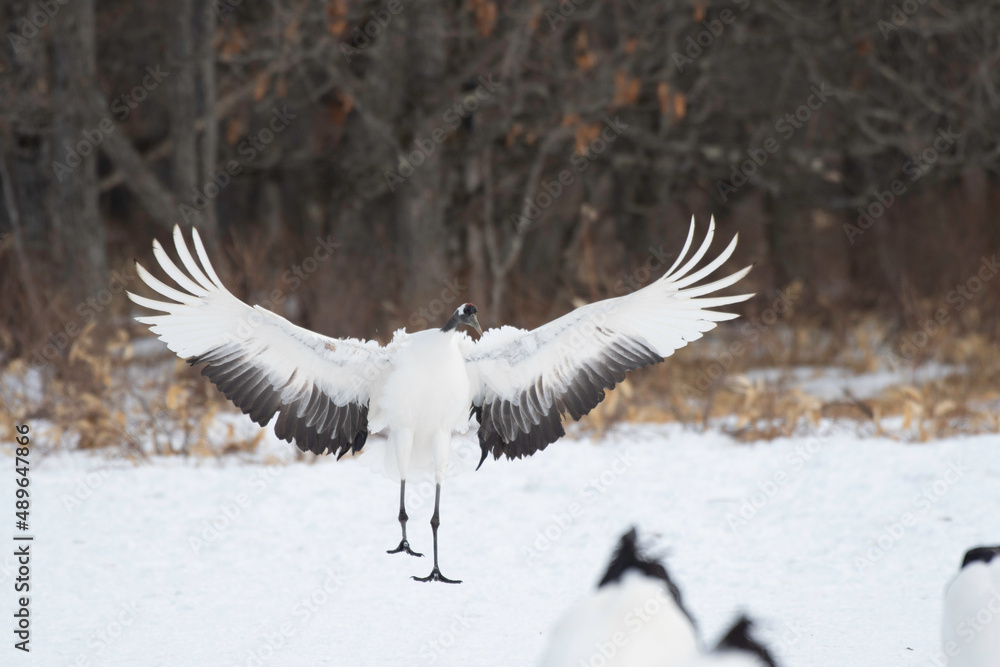 Red-crowned crane landing on snow Red-crowned crane landing on snow
