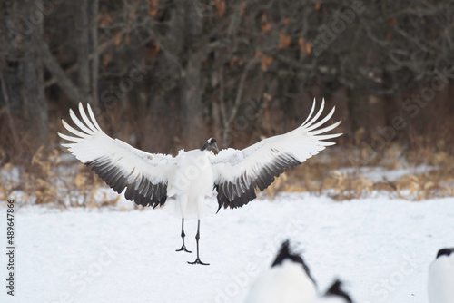 Red-crowned crane landing on snow