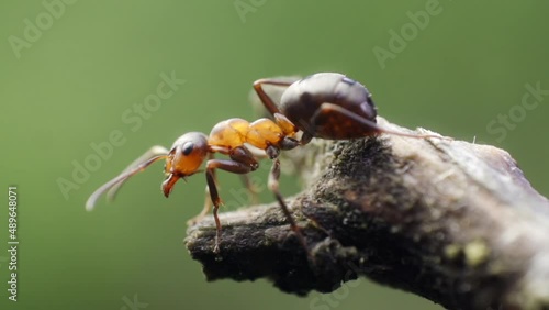 Close up view of ants on log
