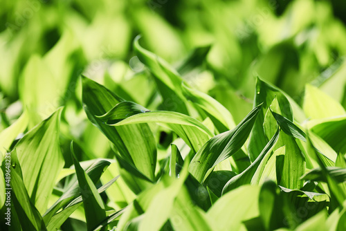 lilies of the valley leaves green background, nature fresh green garden texture