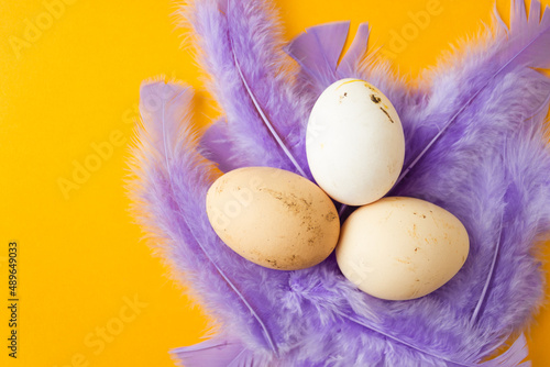Three organic raw chicken eggs with purple feathers isolated on yellow background. Easter holiday concept.
