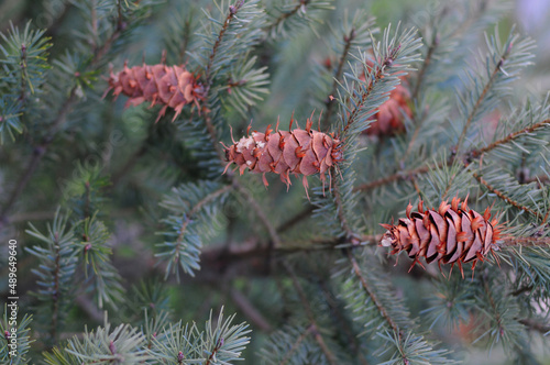 Pine cones on green pine branches. 