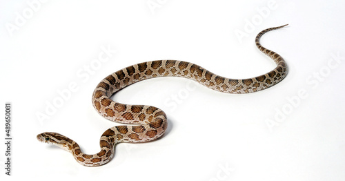 Great Plains rat snake // Prärie-Kornnatter (Pantherophis emoryi) © bennytrapp