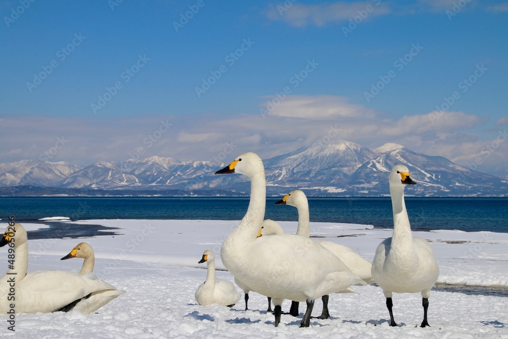 Obraz premium 猪苗代湖と白鳥(福島県・湖南町・青松浜)