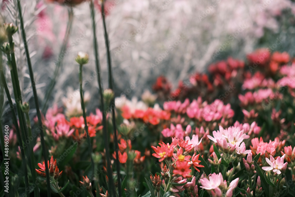 Fototapeta premium field of flowers