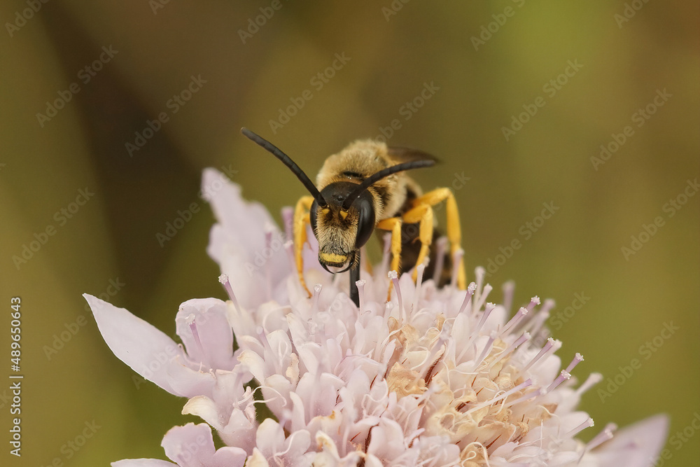 Frontal closeup on a male giant furrow bee, Halictus quadricinctus, sitting on top of a pin scabious flower Frontal closeup on a male giant furrow bee, Halictus quadricinctus, sitting on top of a pin scabious flower