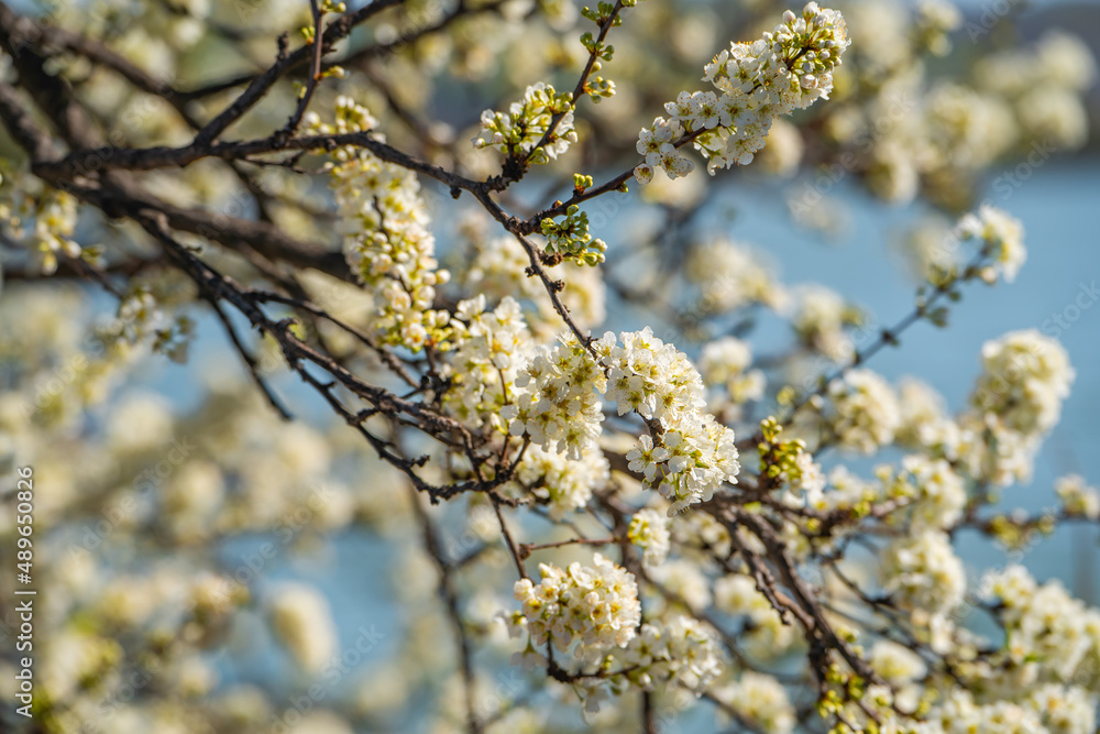 White flowers on apple tree. Blooming apple tree in spring. 