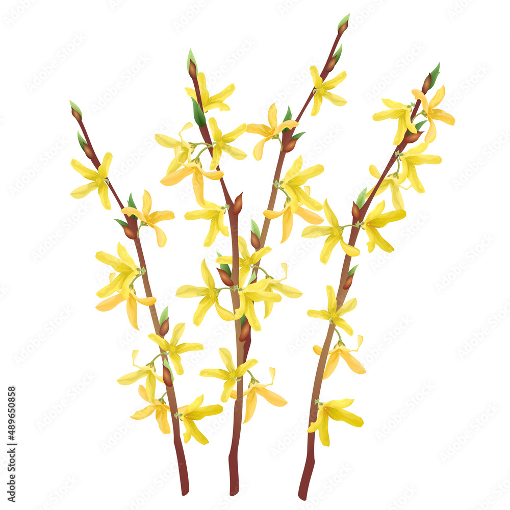 Blooming branches of forsythia suspensa with yellow spring flowers, realistic vector illustration. Blooming branches of forsythia suspensa with yellow spring flowers, realistic vector illustration.