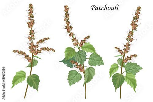 Collection of patchouli plants, vector botanical illustration.