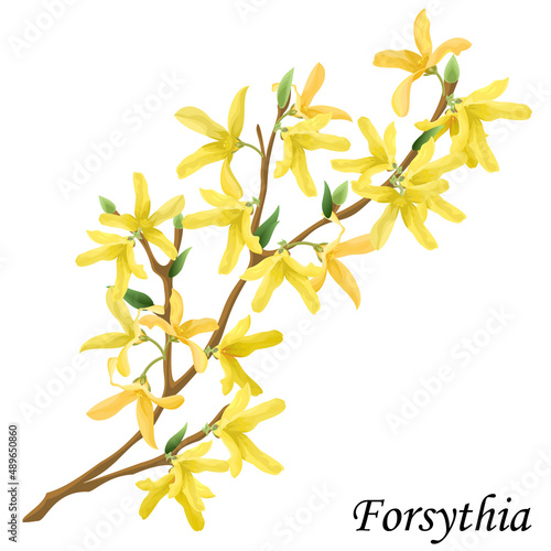 Obraz na płótnie Blooming forsythia (golden bell) bush with yellow flowers, realistic vector illustration
