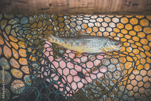 Trout caught on an artificial fly. Fly fishing and tenkara.