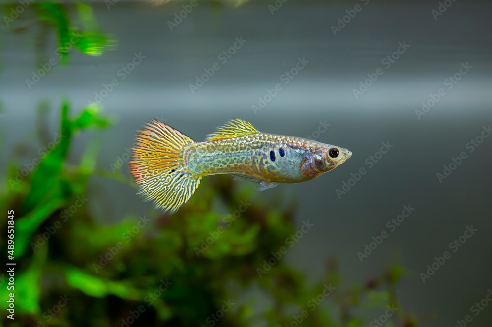 Fototapeta premium Gold Cobra Guppy - Poecilia reticulata
