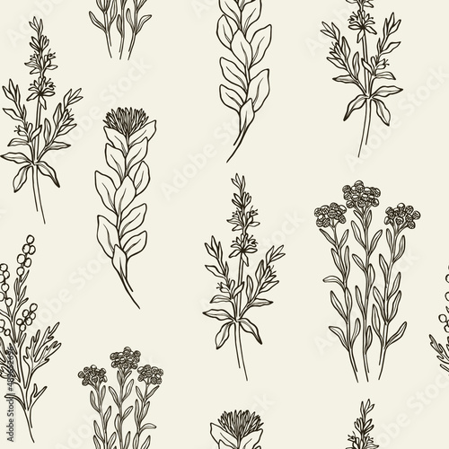 Hand drawn hyssop, helichrysum, rhodiola, wormwood seamless pattern