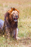 Male lion sitting in the grass on the savannah and guarding